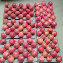 Top Quality of Chinese Fresh Red Qinguan Apple